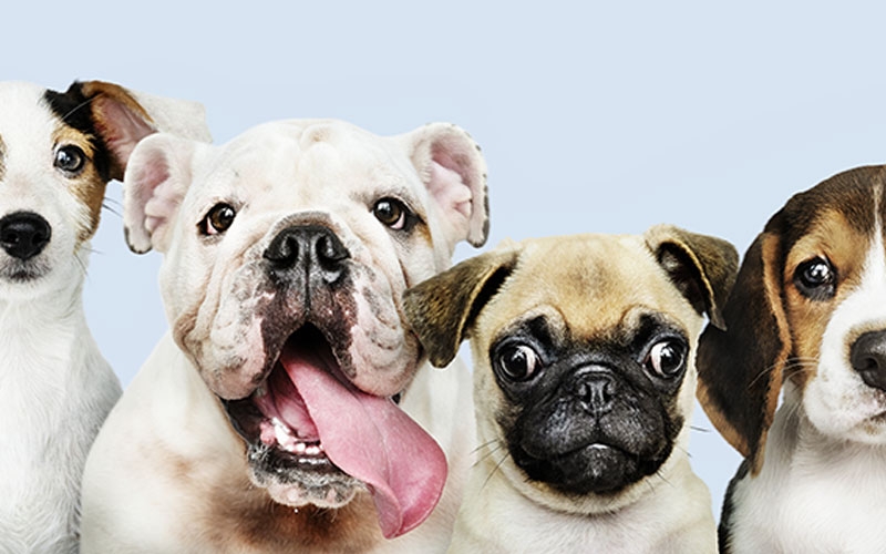 Quais são melhores pet shops  ? emagrecer, milionÃ¡rio, rico, bitcoins, moedas, sair da crise, violÃ£o, mÃºsica 